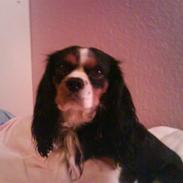 Cavalier king charles spaniel Charlie