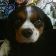 Cavalier king charles spaniel Charlie