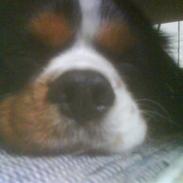 Cavalier king charles spaniel Charlie