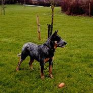 Australsk cattledog Red Alert`s blue Isis