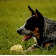 Australsk cattledog Red Alert`s blue Isis