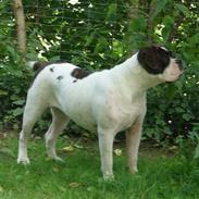 Olde victorian bulldogge Cleo R.I.P