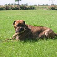 Bullmastiff Freja