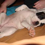 Olde victorian bulldogge Cleo R.I.P