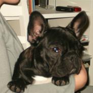 Fransk bulldog Charlie