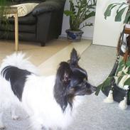 Papillon Rex