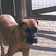 Boerboel TeglborgMolly R.I.P :'(. 