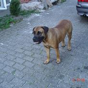 Boerboel TeglborgMolly R.I.P :'(. 