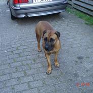 Boerboel TeglborgMolly R.I.P :'(. 