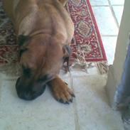 Boerboel TeglborgMolly R.I.P :'(. 