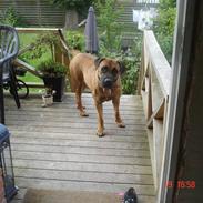 Boerboel TeglborgMolly R.I.P :'(. 