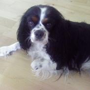 Cavalier king charles spaniel Gucci