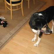 Cavalier king charles spaniel Gucci