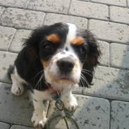 Cavalier king charles spaniel Gucci
