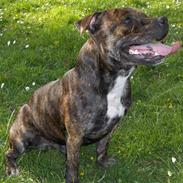 Staffordshire bull terrier Buller 