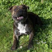 Staffordshire bull terrier Buller 