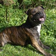 Staffordshire bull terrier Buller 
