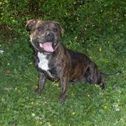Staffordshire bull terrier Buller 