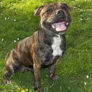 Staffordshire bull terrier Buller 