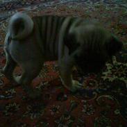 Blanding af racer Mops & Griffon