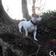 Jack russell terrier Cult