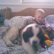 Sankt bernhardshund Sofus