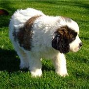 Sankt bernhardshund Sofus