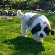 Sankt bernhardshund Sofus