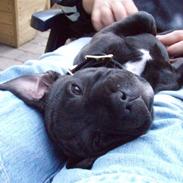 Staffordshire bull terrier Spike