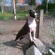 Amerikansk staffordshire terrier Tyson