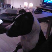 Amerikansk staffordshire terrier Tyson