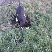 Amerikansk staffordshire terrier Tyson