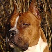 Amerikansk staffordshire terrier Reese