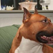 Amerikansk staffordshire terrier Reese