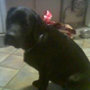 Newfoundlænder Harley