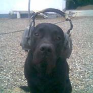 Newfoundlænder Harley