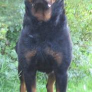 Rottweiler Gonzo