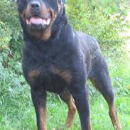 Rottweiler Gonzo