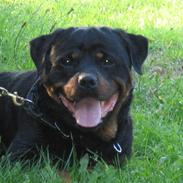 Rottweiler Gonzo