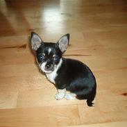 Chihuahua Perle - Himmelhund :(
