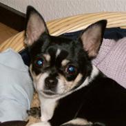 Chihuahua Perle - Himmelhund :(