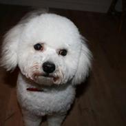 Bichon à poil frisé Skipper - *Hvil i fred min skat*