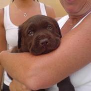 Labrador retriever Baloo