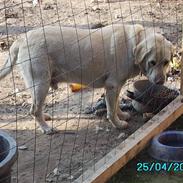 Labrador retriever max 