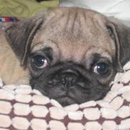 Mops Monkey