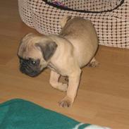 Mops Monkey