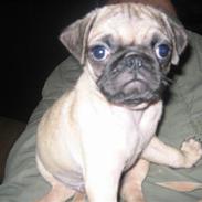 Mops Monkey