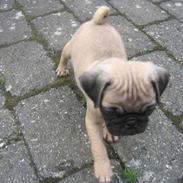 Mops Monkey