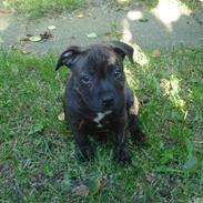 Staffordshire bull terrier Clinton