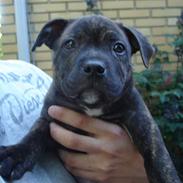 Staffordshire bull terrier Clinton
